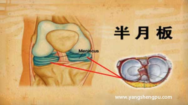 半月板