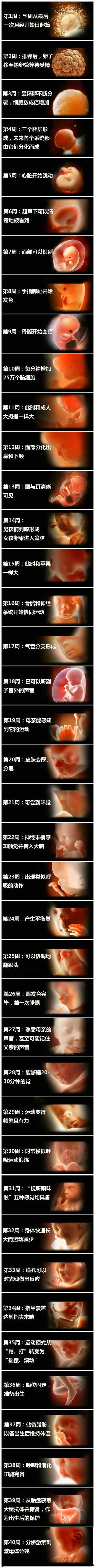 最全的胎儿在体内发育图解