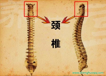 颈椎的位置www.caidaoke.com