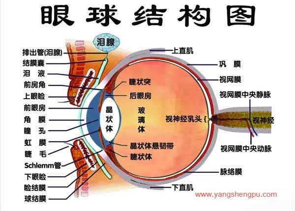 眼睛的结构-图2