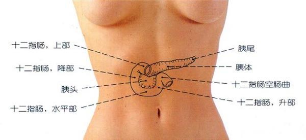 胰腺的位置图2