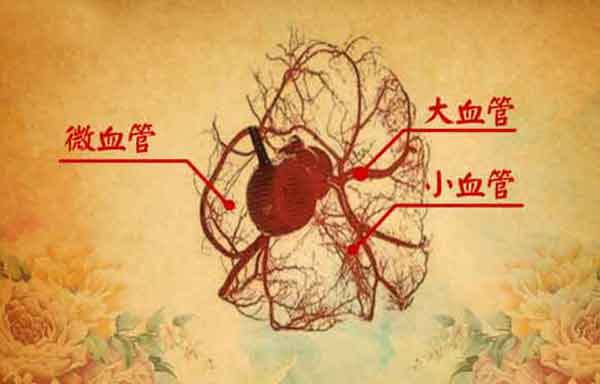 心脏血管