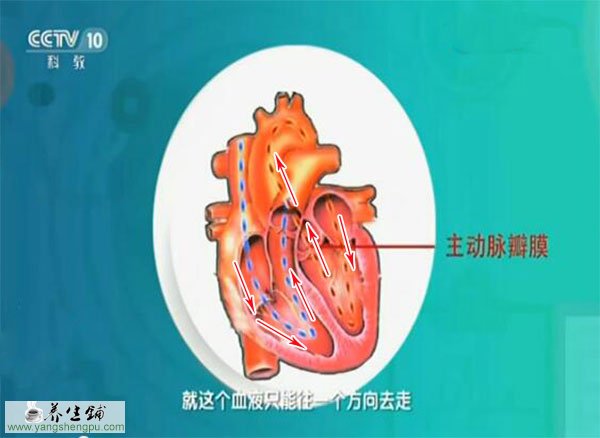 心脏的血液循环流程图