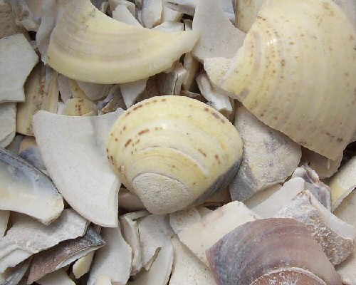 海蛤壳
