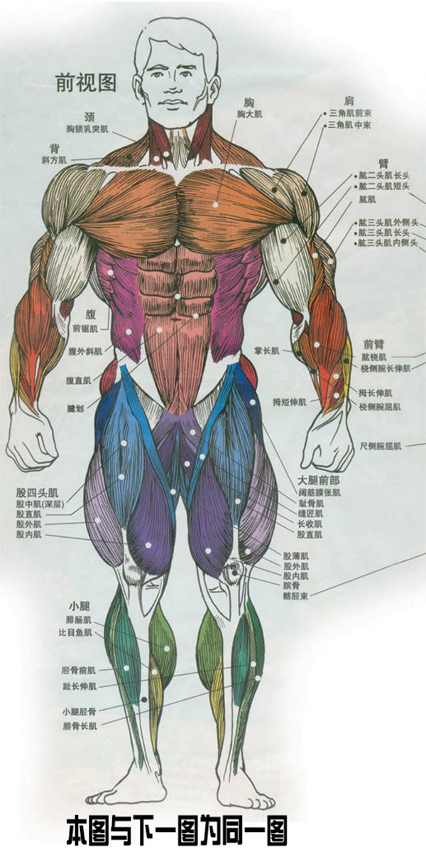 人体肌肉结构图