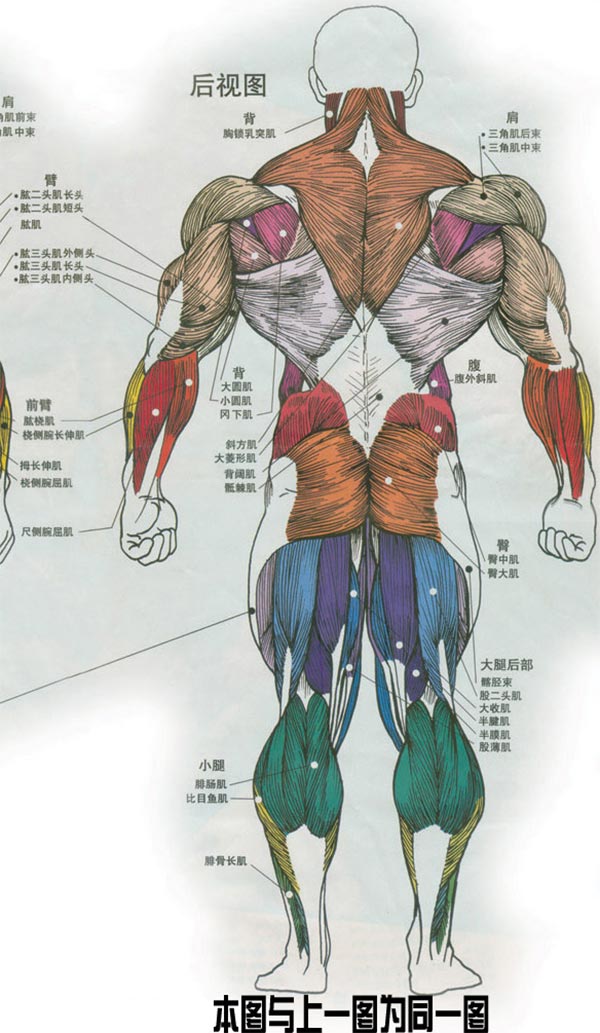 人体肌肉后视图