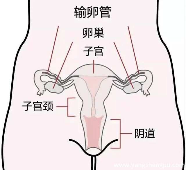 子宫的位置图