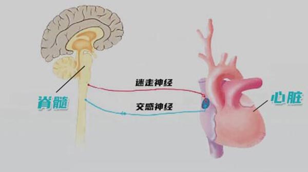 控制心脏的迷走神经和交感神经