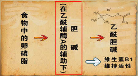 食物中的卵磷脂