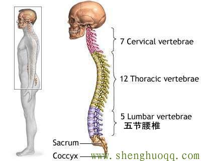 人体腰椎共为五节