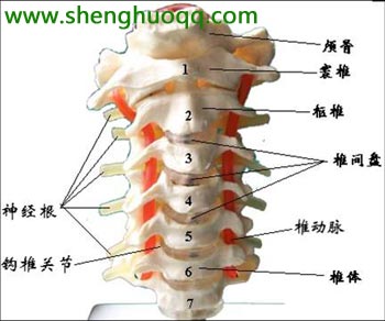 手发麻是怎么回事