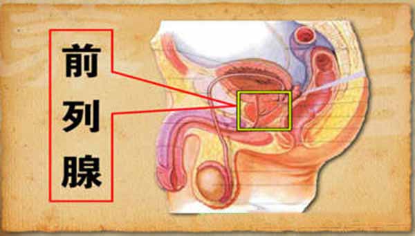 前列腺的位置