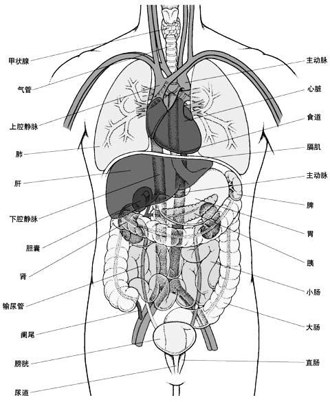 五脏六腑器官分布图