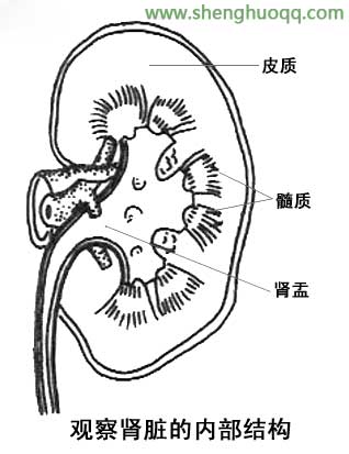 肾的内部结构