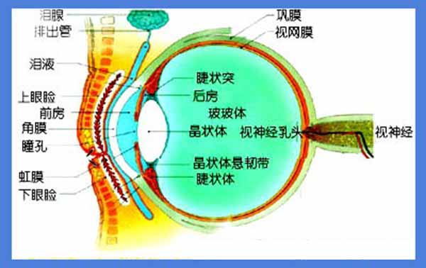 眼睛的结构图