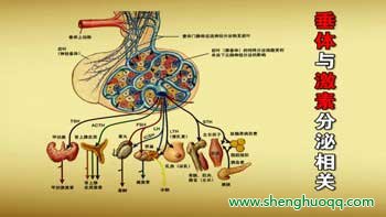 垂体与激素分泌相关