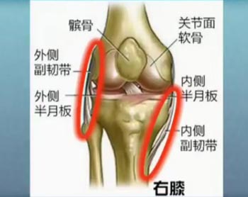 膝关节的肌腱