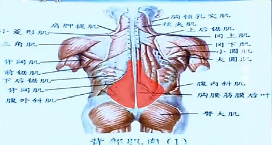 腰肌劳损区域