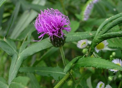 刺儿菜