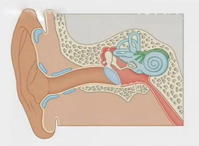 耳朵结构图