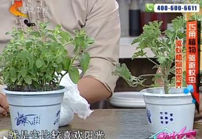驱蚊草