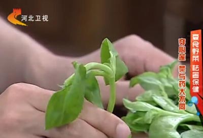 夏季吃野菜