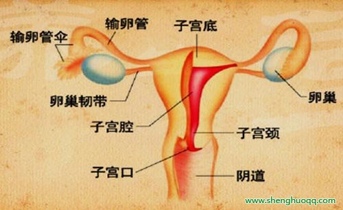 子宫内膜异位