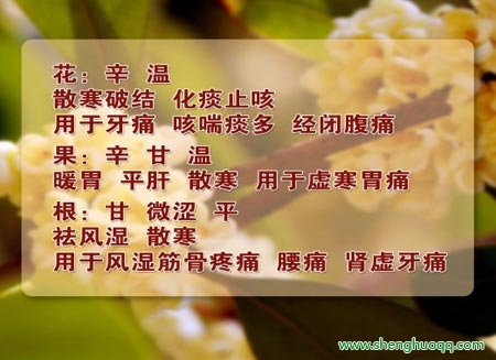桂树