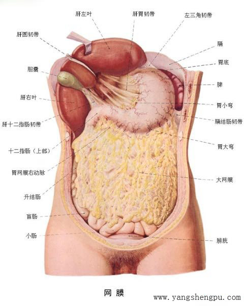 人体内脏器官结构-腹网膜--图4