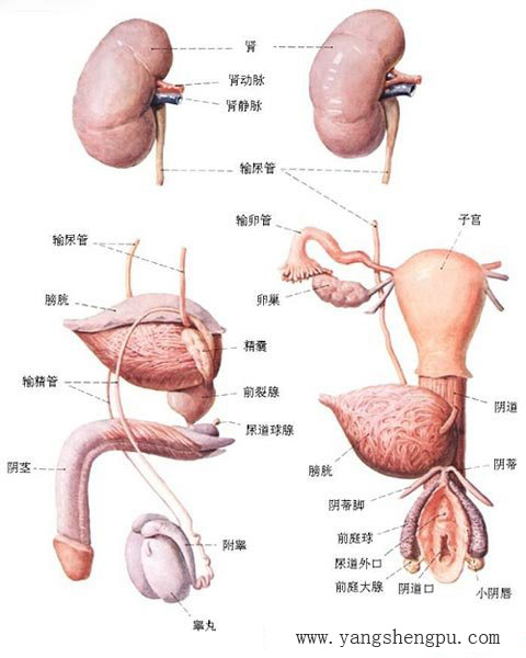 泌尿生殖系统