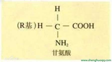 氨基酸分子结构