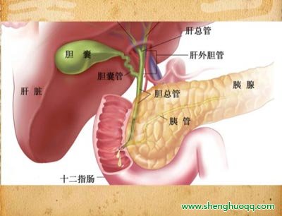 胰腺和胆囊的位置