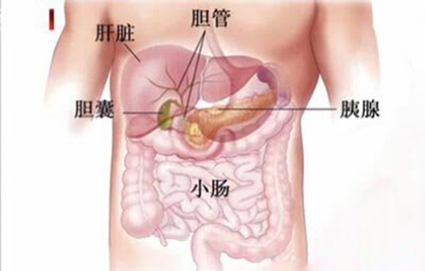 肝胆胰腺的位置图片图片