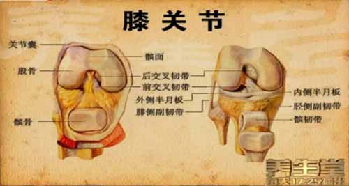 膝关节解剖图