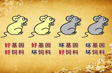 长胖的原因