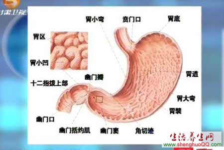 胃的结构组成