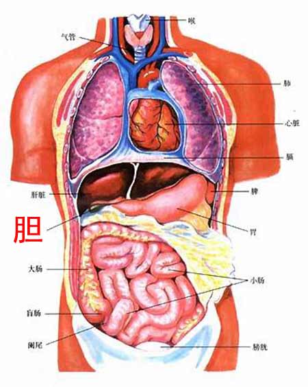 胆的位置（图一）