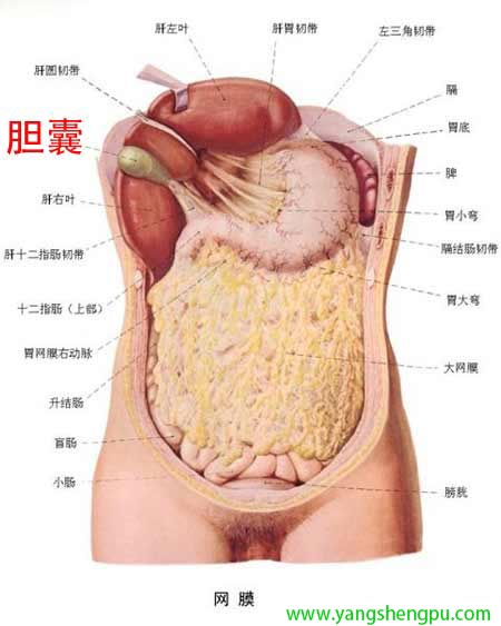 胆的位置（图二）