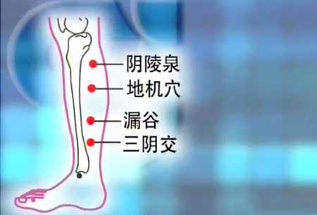 阴陵泉穴的准确位置