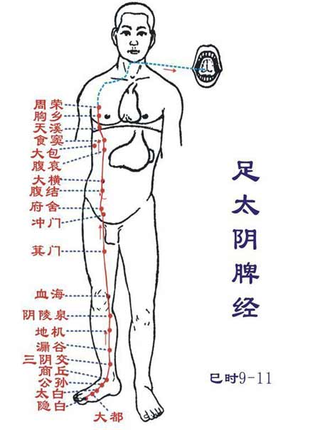 足太阴脾经www.caidaoke.com