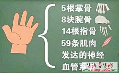 人手的构造
