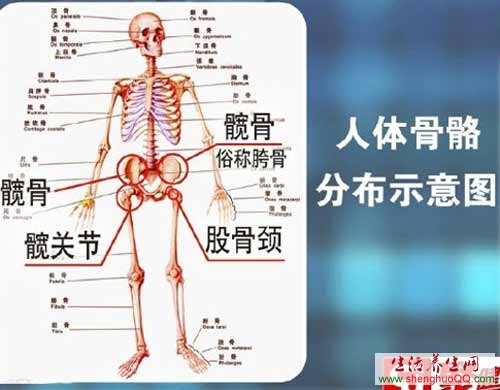 髋关节
