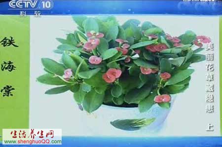 铁海棠花