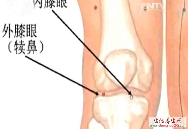 国家标准经穴部位挂图中的犊鼻穴（外膝眼）