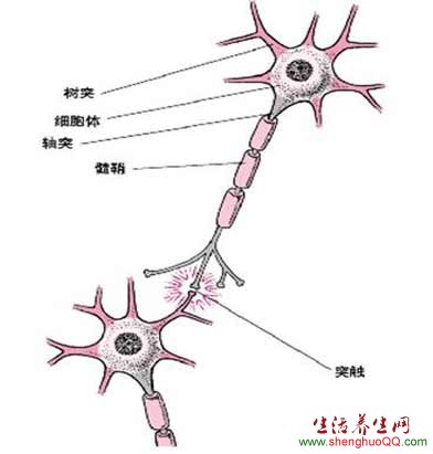 神经细胞