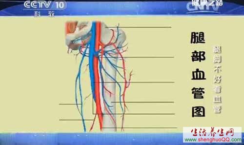 腿部血管图