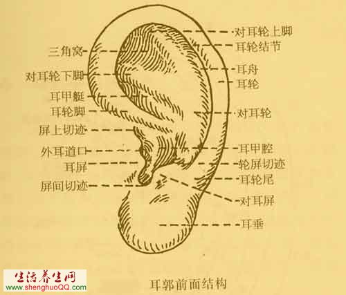 按摩耳朵上的穴位