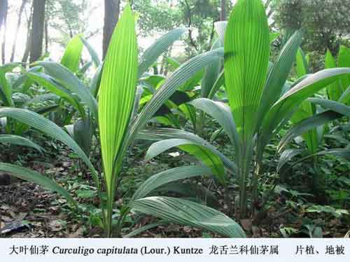 仙茅植株