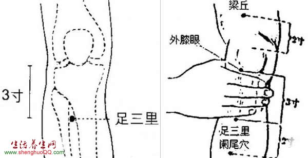 足三里的准确位置-图