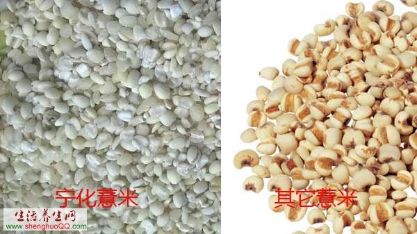 宁化薏米与其它薏米对比
